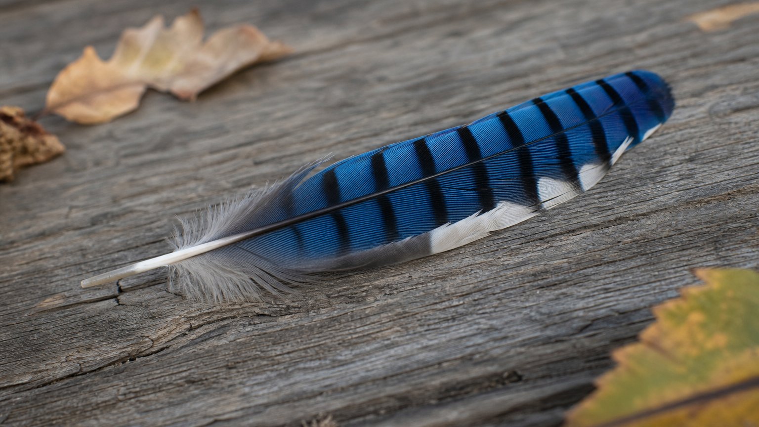 A blue jay feather on a sunlit windowsill, a gentle sign and spiritual meaning of remembrance