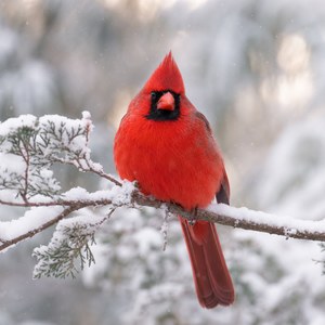 What Is the Red Cardinal Spiritual Meaning? A Warm, Honest Guide